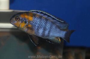 Tropheops sp. 'red cheek' Chizumulu Island